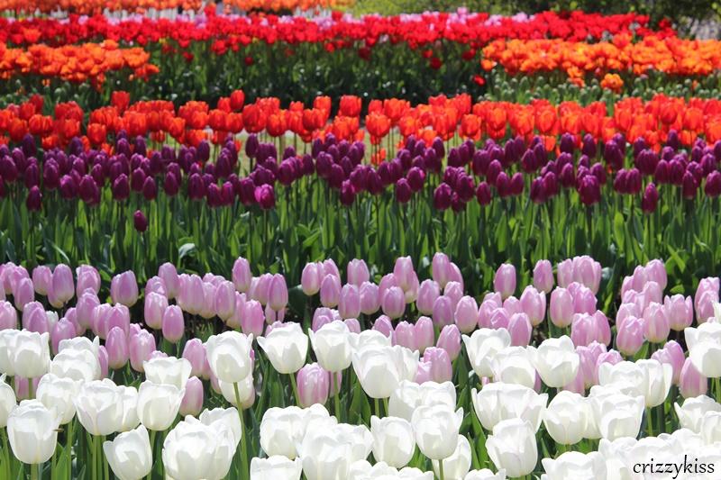 Tulips In Keukenhof Netherland