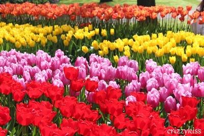 Tulips in Keukenhof