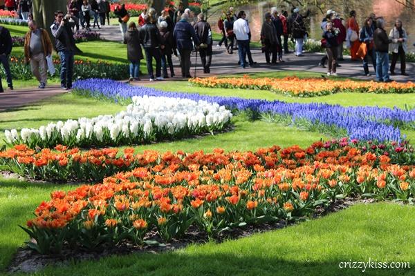 Tulips in Keukenhof