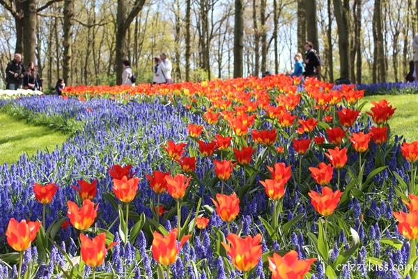 Tulips in Keukenhof Holland