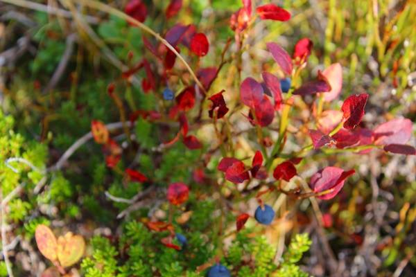 Wild Blueberries in Trysil