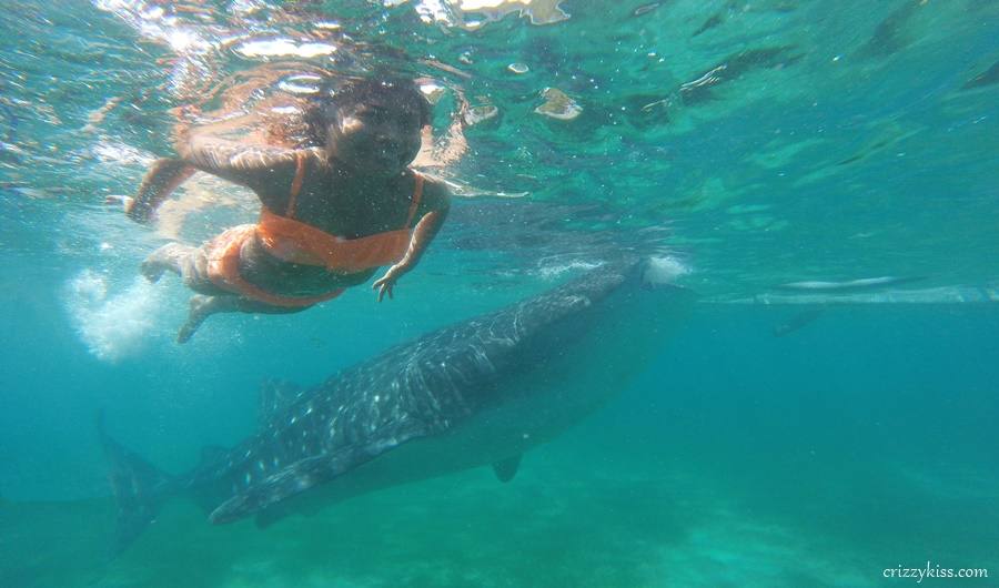 Whale Shark Watching – Oslob, Cebu
