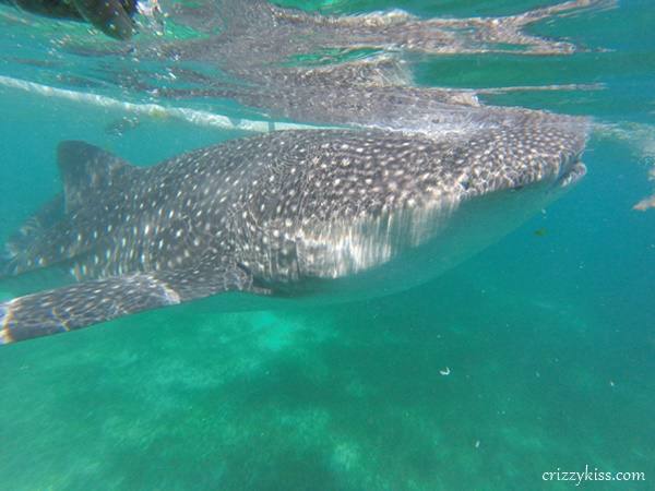 Whale shark watching