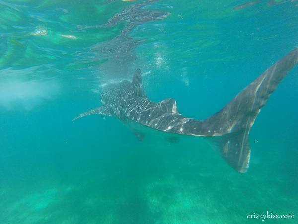 Whale shark watching