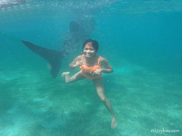 Whale shark watching