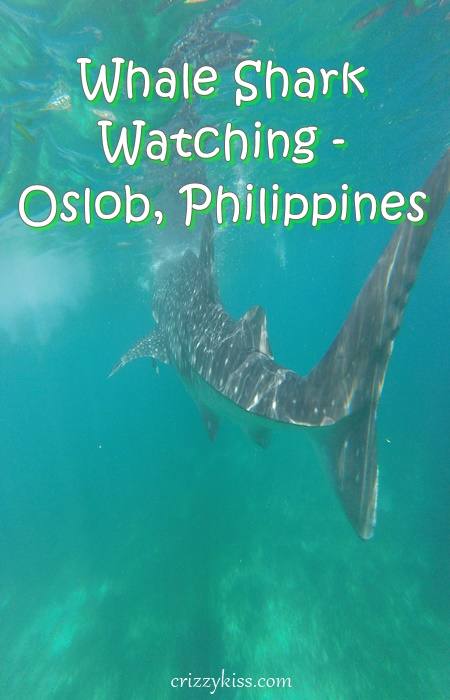 Whale shark watching