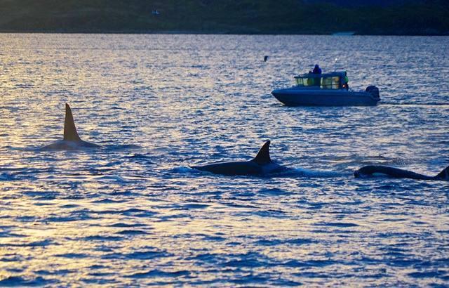 Whale Safari Adventure – Tromsø, Norway
